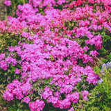 300 Pink Creeping Thyme Seeds for Planting, Live Starter Plant