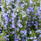 Rosemary Live Plant, Blue Rosemary for Garden, Edible Perennial, 3-5'' Tall