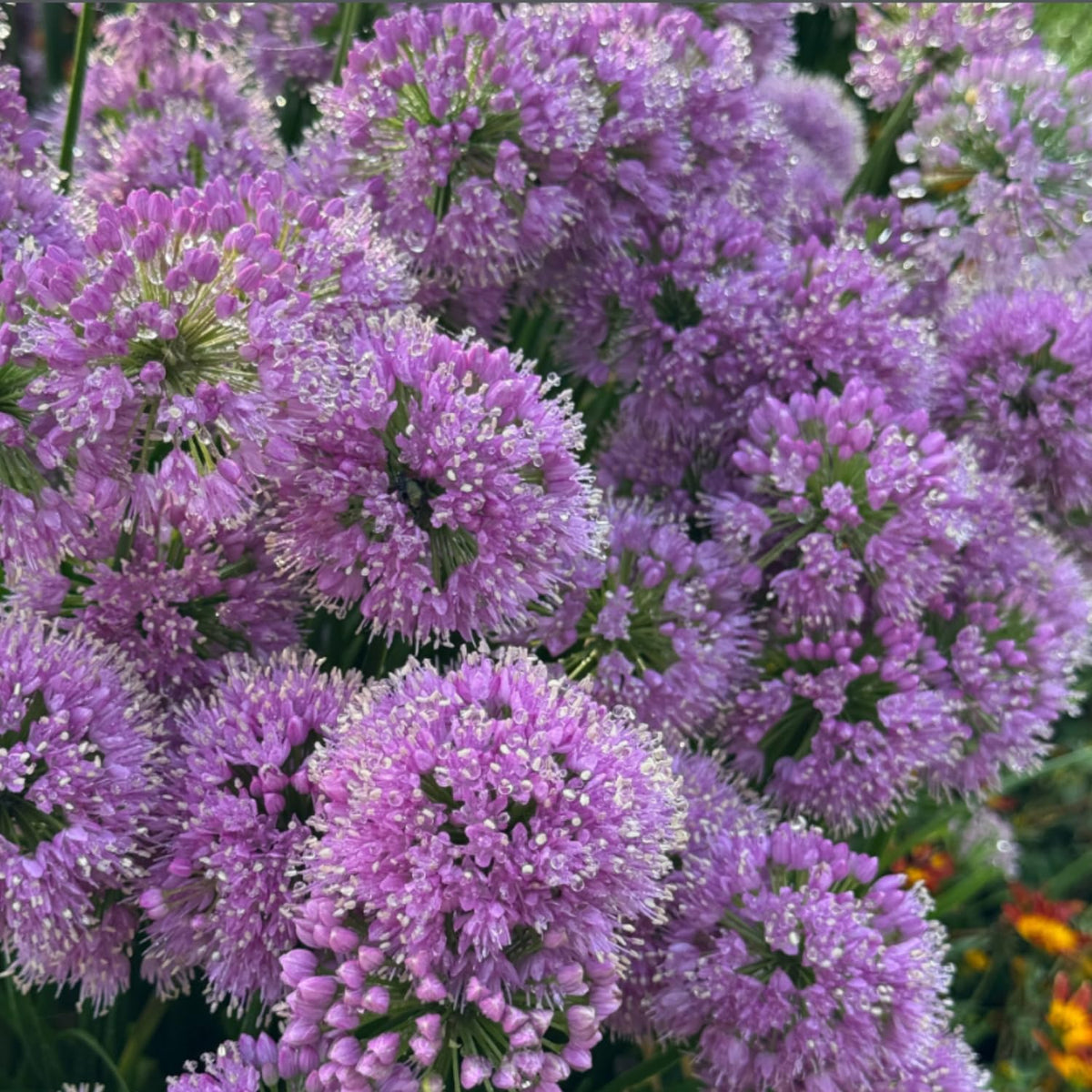 500 Purple Allium Seeds, Garden Plant