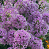 500 Purple Allium Seeds, Garden Plant