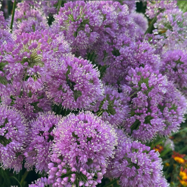 500 Purple Allium Seeds, Garden Plant