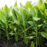 Turmeric Plant Live, Curcuma Turmeric Rhizomes Root, 4-6 Inch Tall