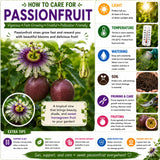 Yellow Passion Fruit Live Plant, Trellis Fruit Vine, 4-6 Inch Tall