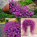4 Purple Live Wandering Jew Plants, Indoor Houseplant, 4-8 Inch Tall