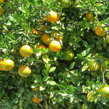 Sweet Tangerine Plant, Sweet Citrus Fruit Tree, 1-2 Ft Tall in Gallon Pot