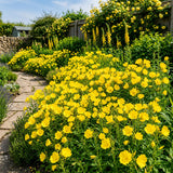 Yellow Primrose Plant Live, 2-3 Inch Tall, 3 Inch Pot