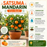Live Satsuma Mandarin Citrus Tree, Orange Fruit, 1-2 Ft Tall, Gallon Pot