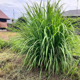 Set 5 Lemongrass Live Plants, 4-7" Tall