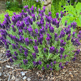 2 Spanish Lavender Plants Live, 4-7 Inch Tall