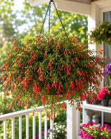 Rare Red Fuchsia Plant Live in 5'' Pot, Hanging Fuchsia Flowers Bush Shrub for Hanging Basket, Hardy Indoor Outdoor Flowering Plant, 4–8 Inch Tall Starter Plants