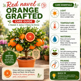 Red Navel Orange Tree, Grafted Citrus Plant, 2-3 Ft Tall, 1 Gallon Pot