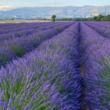 2 Provence Live Lavender Plants, Starter Plant, 4-7 Inch Tall