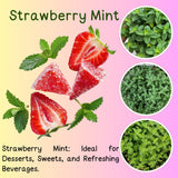 2 Live Strawberry Mint Plants, Herb Plant, 4-5 Inch Tall