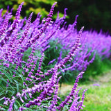 3 Purple Sage Live Plants, 5 Inch Tall