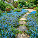 100 Blue Creeping Thyme Seeds, Creeping Thyme Plants, Ground Cover Plants