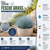 2PPP Blue Fescue Grass Plant, Ornamental Perennial Grass, 4-8 Inch Tall