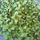 Orange Mint Live Plant, Indoor Outdoor Herb Plant, 3.5 Inch Pot