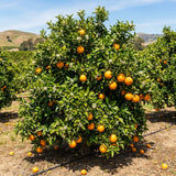 Navel Orange Fruit Live Plant, Edible Citrus Tree, 1-2 Ft Tall, Gallon Pot