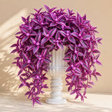 2 Variegated Wandering Jew Plants Live, Potted Houseplant, 4-8 Inch Tall