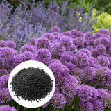 500 Purple Allium Seeds, Garden Plant