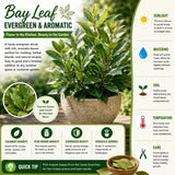Bay Leaf Plant, Bay Laurus Nobilis Plant Live, 8-10 Inch Tall
