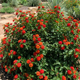 2 Red Lantana Plants Live, Home Garden Plant, 4-7 Inch Tall