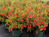 Rare Red Fuchsia Plant Live in 5'' Pot, Hanging Fuchsia Flowers Bush Shrub for Hanging Basket, Hardy Indoor Outdoor Flowering Plant, 4–8 Inch Tall Starter Plants