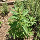 Epazote Herb Live Plant, 4-7 Inch Tall, 4 Inch Pot