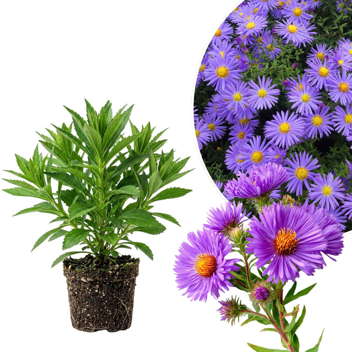 Lilac Aster Plant, Live Blue Aster Perennial Plant, 3-5'' Tall