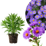 Lilac Aster Plant, Live Blue Aster Perennial Plant, 3-5'' Tall