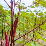 2 Red Okra Plants Live, Backyard Garden Seedling, 5 Inch Tall