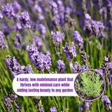 2 Provence Live Lavender Plants, Starter Plant, 4-7 Inch Tall