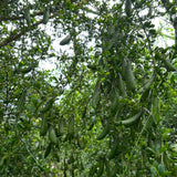 Green Live Finger Lime Plant, Lime Tree Live, 1-2 Ft Tall, Gallon Pot