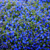 200 Blue Creeping Thyme Seeds, Live Starter Plant