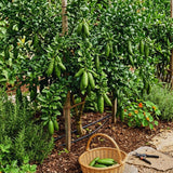 Green Finger Lime Tree Live Plant, Home Garden Plant, 1 Gallon Pot