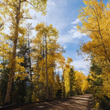 2 Quaking Aspen Trees Live Plants, Rooted Tree Seedlings, 6-10 Inch Tall