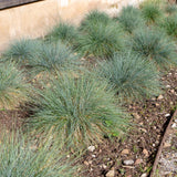 2PPP Blue Fescue Grass Plant, Ornamental Perennial Grass, 4-8 Inch Tall