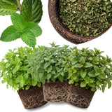 2 Lemon Mint Live Herb Plants, Fragrant Culinary Mint, 4-5 Inch Tall