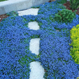 200 Blue Creeping Thyme Seeds, Live Starter Plant