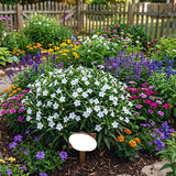 6 White Petunia Plants Live, Patio Container Plant, 5-7 Inch Tall