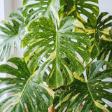 Monstera Live Plant, Outdoor Garden Plant, 5-7 Inch Tall