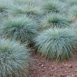 2PPP Blue Fescue Grass Plant, Ornamental Perennial Grass, 4-8 Inch Tall