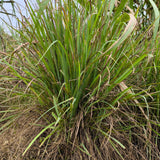5 Live Lemongrass Plants, Home Garden Plant, 4-6 Inch Tall