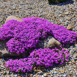 300 Pink Creeping Thyme Seeds for Planting, Live Starter Plant