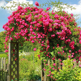 Small Hot Pink Climbing Rose Live Plant, Rose Bush 4-7 Inches in Tall