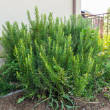 Rosemary Live Plant, Blue Rosemary for Garden, Edible Perennial, 3-5'' Tall